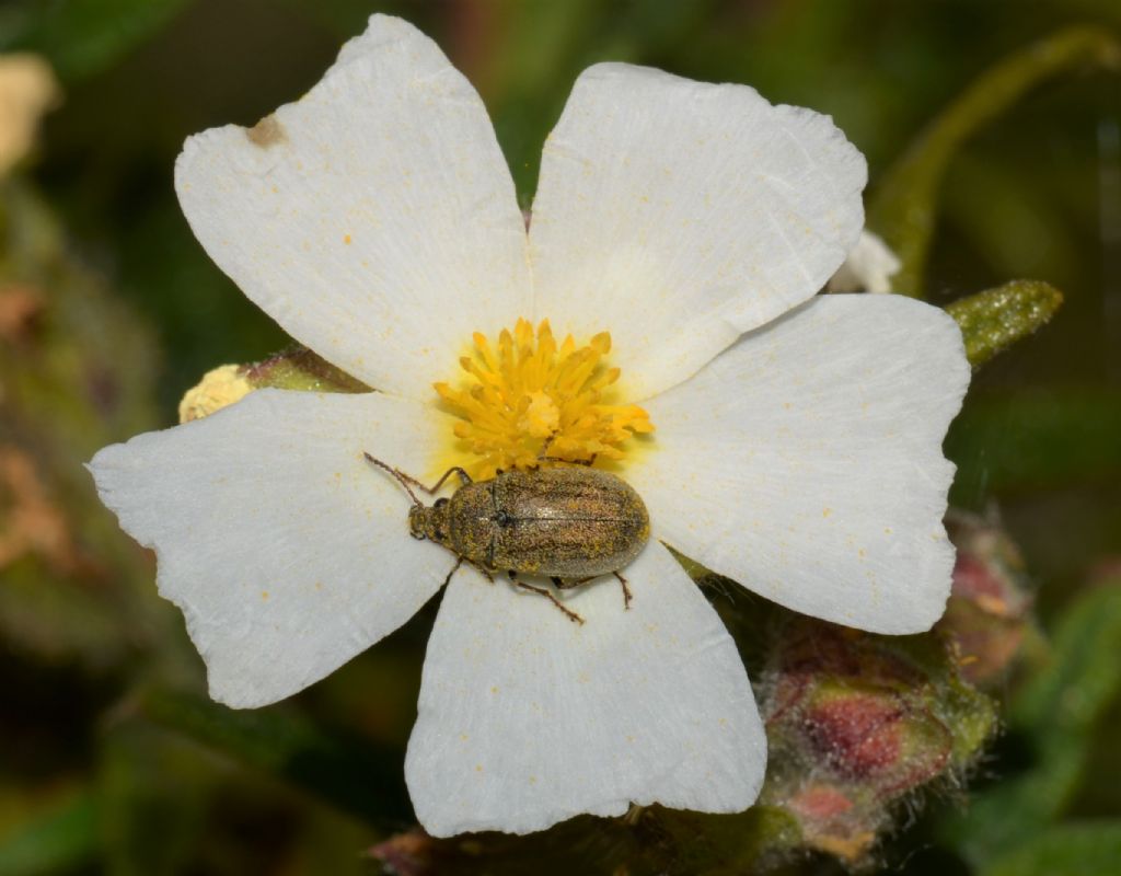 Mycteridae: Mycterus tibialis (cfr.)